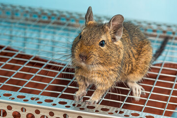 Little cute gray mouse Degu close-up. Exotic animal for domestic life. The common degu is a small hystricomorpha rodent endemic from Chile.  © nedomacki