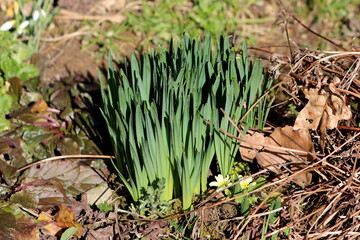 Densely planted Narcissus or Daffodil or Daffadowndilly or Jonquil perennial herbaceous bulbiferous geophytes flowering plants growing in local home garden surrounded with fallen leaves and small dry 