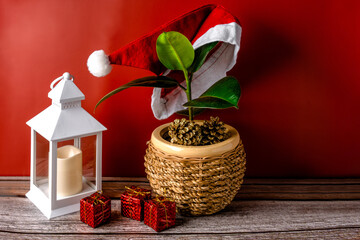 Fototapeta na wymiar Ficus decorated with Santa's Christmas hat, Christmas mood