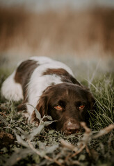 Hund