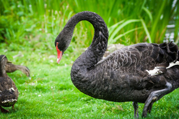 black swan on the grass