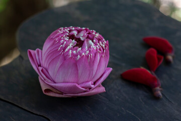 Purple Indian Lotus or Bean of India with beautiful folded petals placed decorations on the wooden table.