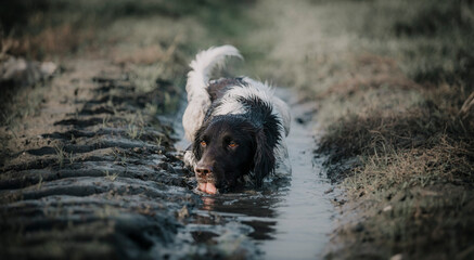Hund