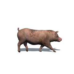 Farm animals - pig with shadow on the floor - isolated on white background - 3D illustration