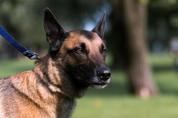 Working Belgian shepherd malinois dog portrait on hot summer day.  Full attention red, sable with black mask on face malinois lies outside with background a green grass