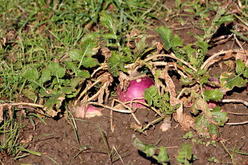 Rutabaga or Swede or Swedish turnip or Neep cold weather root vegetable plants with visible edible roots and small dark green leaves planted in local home garden surrounded with wet soil and grass