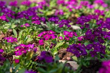 small lobularia seedling  in a nursery in a greenhouse in the spring