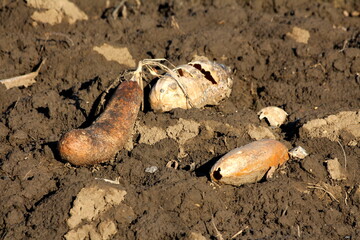 Three old narrow elongated partially rotten squashes with small holes in them left in local home garden after picking surrounded with wet soil on cold sunny winter day