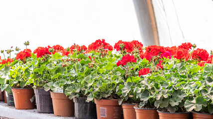Fototapeta na wymiar red flowers geranium in a pot with green leaves in greenhouse