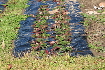 Fototapeta premium Two rows of Strawberry or Garden strawberry plants with dark green to red leaves growing from holes in thick dark nylon in local home garden on cold sunny winter day