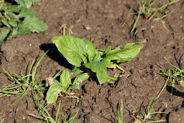 Young Spinach or Spinacia oleracea small annual leafy green vegetable plant with leathery edible light green leaves growing in local home garden surrounded with wet soil and other plants on warm sunny