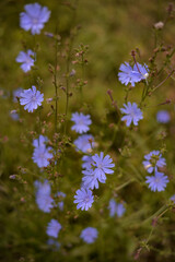 medicinal plant Cichorium intybus. chicory flower in blooming period