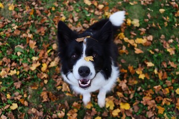 Top-Down Border Collie Dog with Leaf on her Head Sits on Fallen Autumn Leaves during Fall Season. Smiling Black and White Animal.