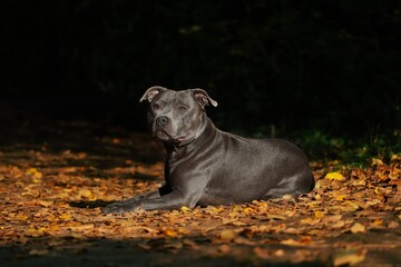 English Staffordshire Bull Terrier Lies Down on Colorful Fallen Leaves. Adorable Blue Staffy in Nature during Fall Season with Dark Background.