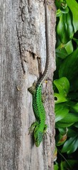 lizard on a tree