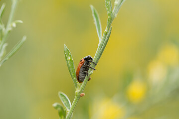 Escarabajo de las hojas. Clytra 4-punctata