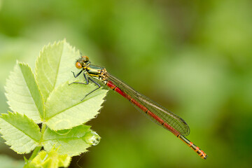 Gran caballito del diablo rojo. Pyrrhosoma nymphula.