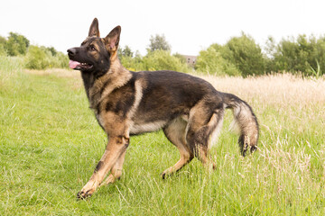 german shepherd waiting for its ball