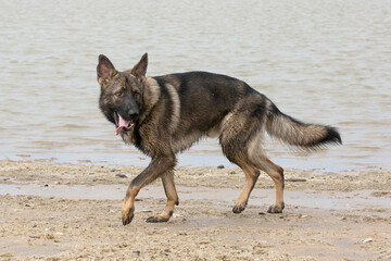 German shepherd walking on the beach 