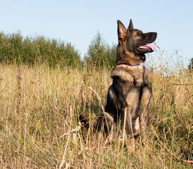 German shepherd sitting in the grass