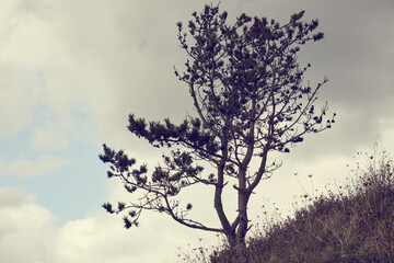 Ciel gris et arbre solitaire .