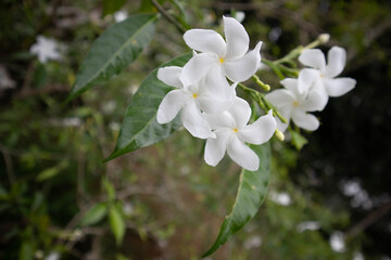 White Flower