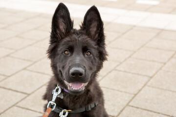 Black old german shepherd pup 