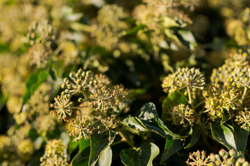 Full frame of withered poison ivy flushes in warm afternoon light