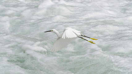 Wonderful portrait of Little Egret on the river (Egretta garzetta)