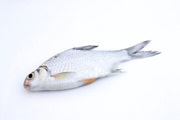 Puntioplites proctozys ron (Smith's barb,Cyprinidae) on white background.