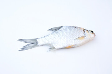 Puntioplites proctozys ron (Smith's barb,Cyprinidae) on white background.