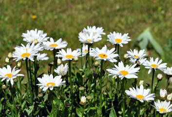 Margeriten im Garten