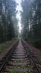 Obraz premium railway in the forest