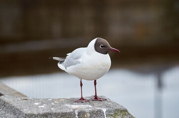seagull sitting on the fence 3