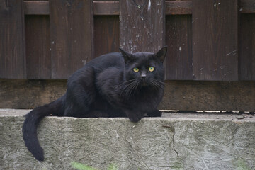 black cat near the fence