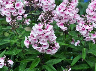 Phlox im Garten
