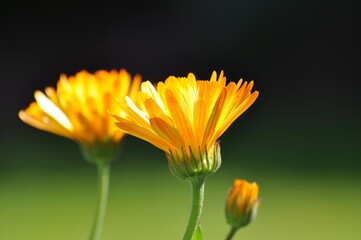 Ringelblume im Garten