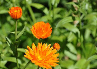 Ringelblume im Garten