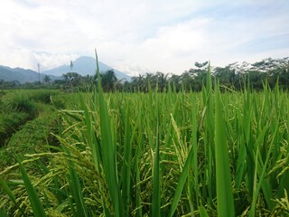 Fototapeta premium rice in the rice fields that are still green