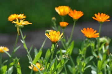 Ringelblume im Garten