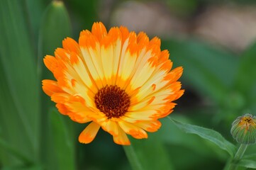 Ringelblume im Garten