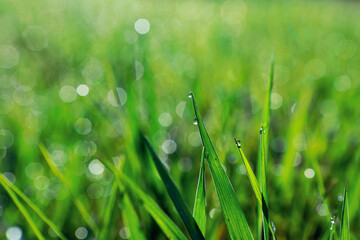 morning dew drops on young grass
