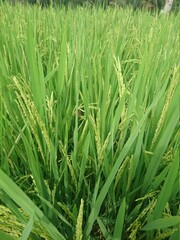 Fototapeta na wymiar rice in the rice fields that are still green