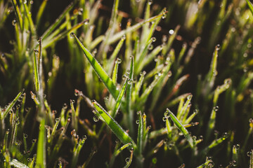 morning dew drops on young grass