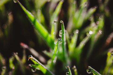 morning dew drops on young grass