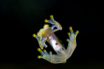 A Glass Frog (Hyalinobatrachium iaspidense)from the transparent undersides showing his internal organs in Costa Rica
