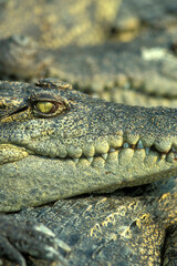 CAMBODIA SIEM REAP CROCODILE FARM