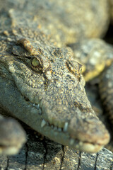 CAMBODIA SIEM REAP CROCODILE FARM