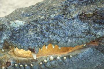 CAMBODIA SIEM REAP CROCODILE FARM