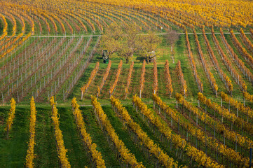 Vineyards with colored leaves on a cloudy day in autumn